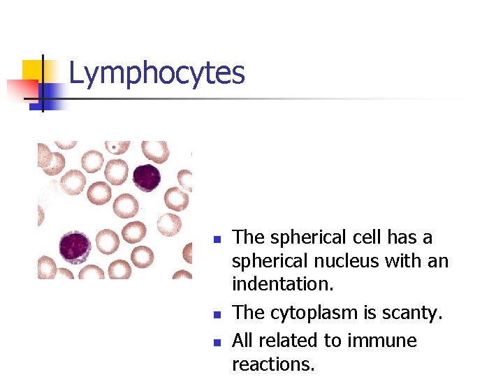 Lymphocytes n n n The spherical cell has a spherical nucleus with an indentation.