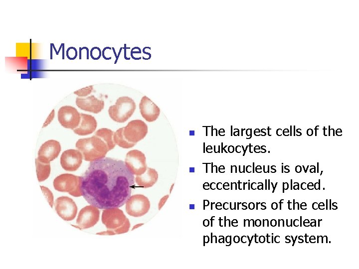 Monocytes n n n The largest cells of the leukocytes. The nucleus is oval,