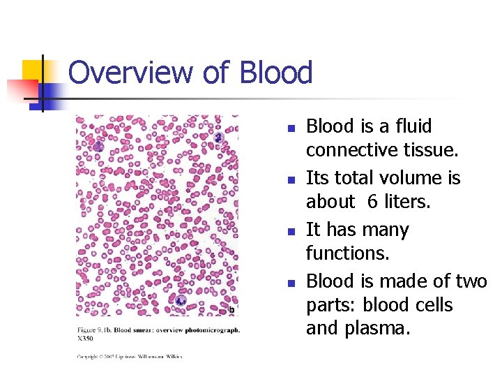 Overview of Blood n n Blood is a fluid connective tissue. Its total volume