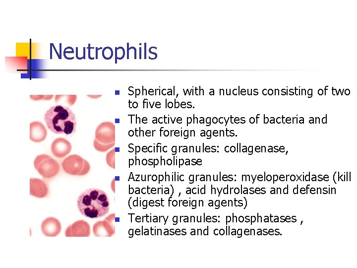 Neutrophils n n n Spherical, with a nucleus consisting of two to five lobes.