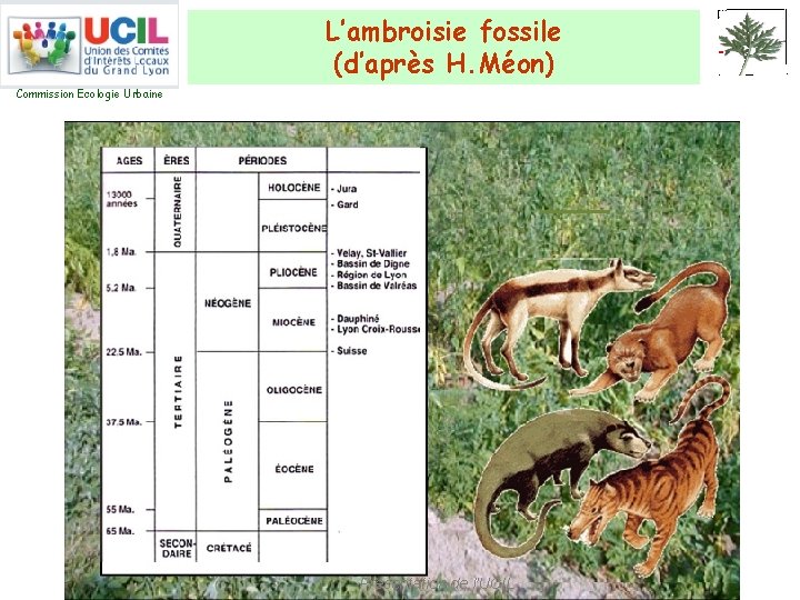 L’ambroisie fossile (d’après H. Méon) Commission Ecologie Urbaine Présentation de l’UCIL 