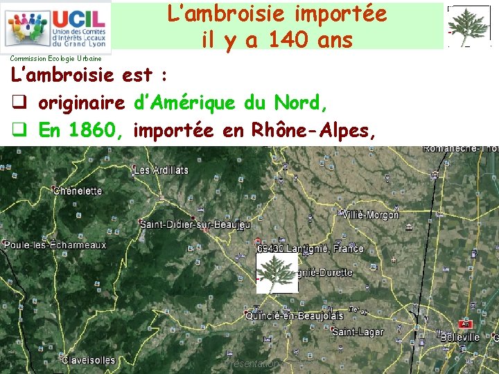 L’ambroisie importée il y a 140 ans Commission Ecologie Urbaine L’ambroisie est : q