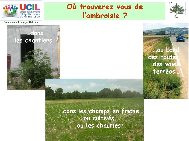 Où trouverez vous de l’ambroisie ? Commission Ecologie Urbaine …dans les chantiers …au bord