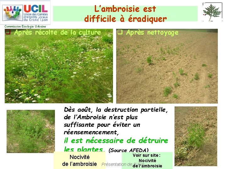 L’ambroisie est difficile à éradiquer Commission Ecologie Urbaine q Après récolte de la culture