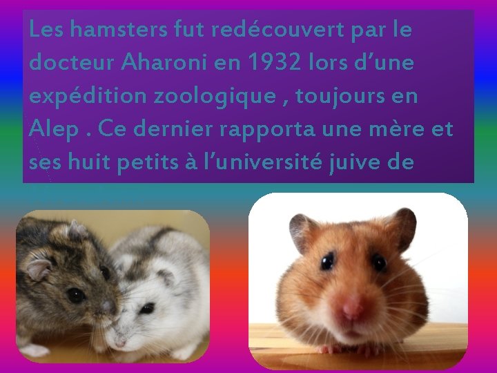 Les hamsters fut redécouvert par le docteur Aharoni en 1932 lors d’une expédition zoologique