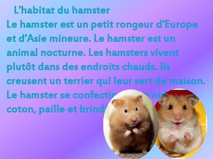 L’habitat du hamster Le hamster est un petit rongeur d’Europe et d’Asie mineure. Le