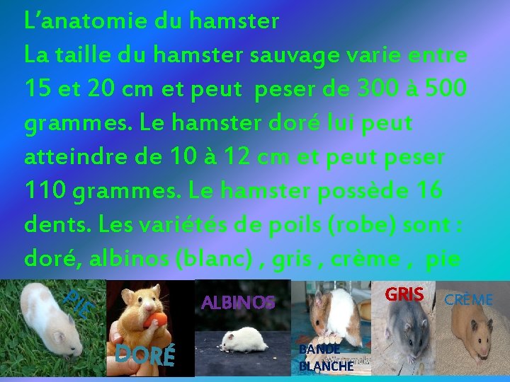 L’anatomie du hamster La taille du hamster sauvage varie entre 15 et 20 cm
