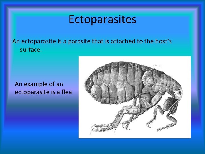Ectoparasites An ectoparasite is a parasite that is attached to the host’s surface. An