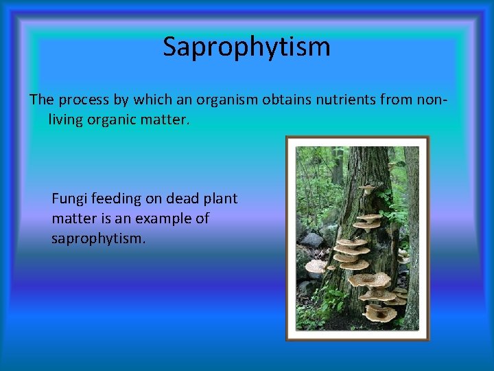 Saprophytism The process by which an organism obtains nutrients from nonliving organic matter. Fungi