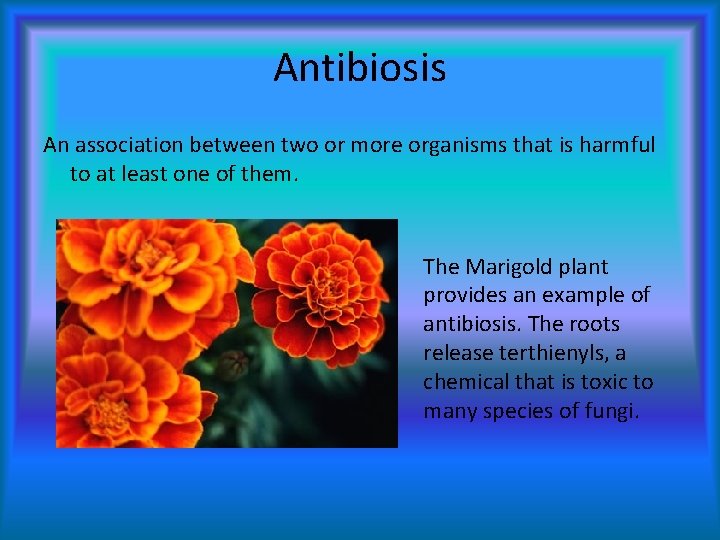 Antibiosis An association between two or more organisms that is harmful to at least
