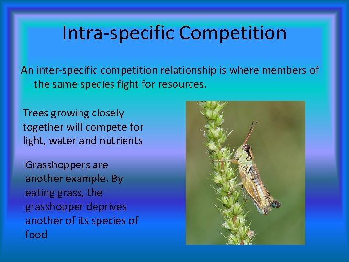 Intra-specific Competition An inter-specific competition relationship is where members of the same species fight