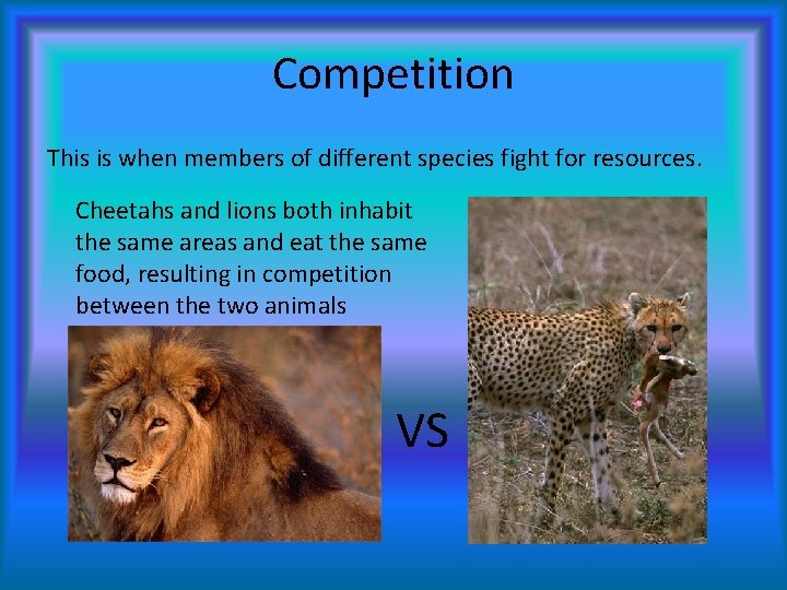 Competition This is when members of different species fight for resources. Cheetahs and lions