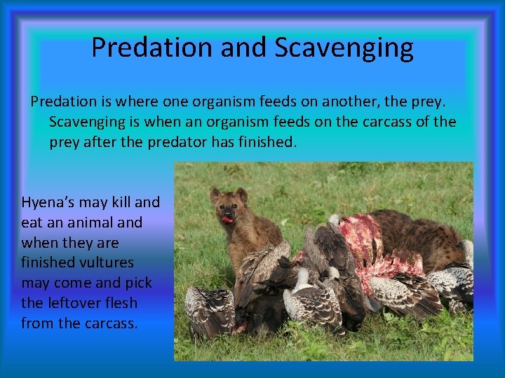 Predation and Scavenging Predation is where one organism feeds on another, the prey. Scavenging