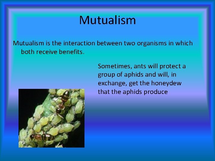 Mutualism is the interaction between two organisms in which both receive benefits. Sometimes, ants