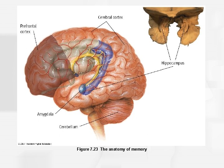 Figure 7. 23 The anatomy of memory 