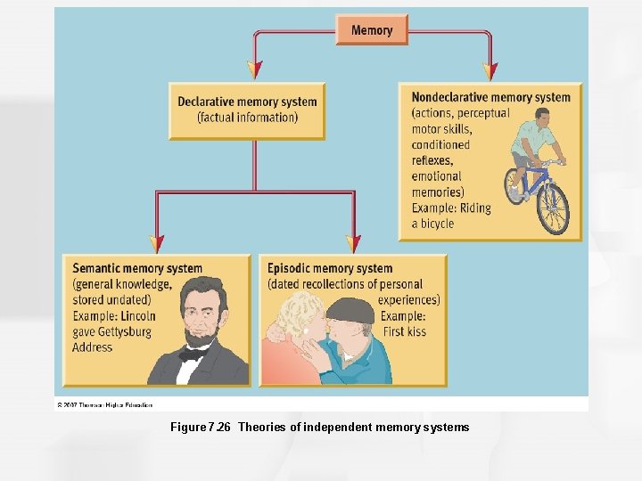 Figure 7. 26 Theories of independent memory systems 