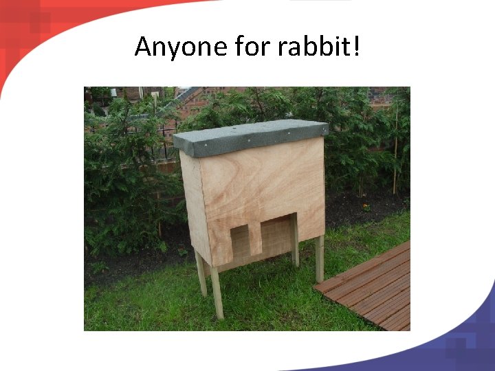 Anyone for rabbit! 