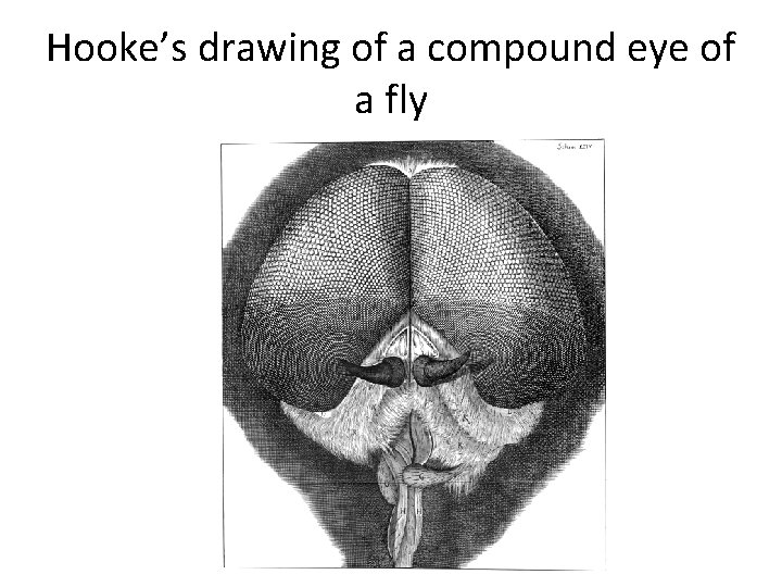 Hooke’s drawing of a compound eye of a fly Hooke’s drawing of a compound eye of a fly