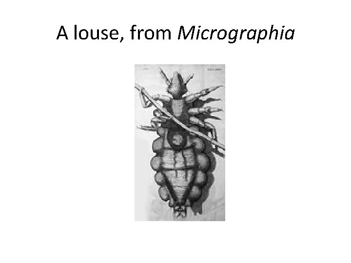 A louse, from Micrographia 