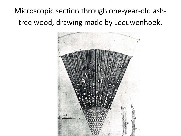 Microscopic section through one-year-old ashtree wood, drawing made by Leeuwenhoek. 