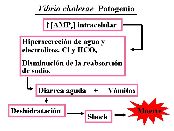 Vibrio cholerae. Patogenia [AMPc] intracelular Hipersecreción de agua y electrolitos. Cl y HCO 3