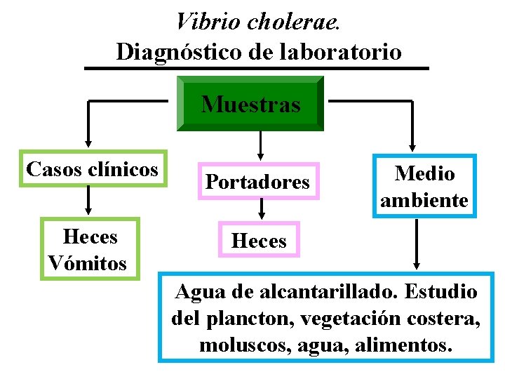 Vibrio cholerae. Diagnóstico de laboratorio Muestras Casos clínicos Heces Vómitos Portadores Medio ambiente Heces