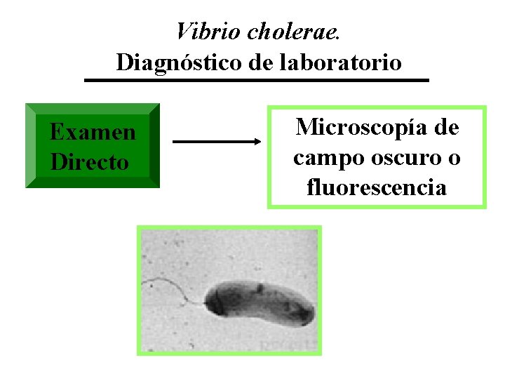 Vibrio cholerae. Diagnóstico de laboratorio Examen Directo Microscopía de campo oscuro o fluorescencia 