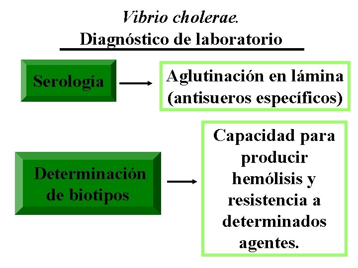 Vibrio cholerae. Diagnóstico de laboratorio Serología Determinación de biotipos Aglutinación en lámina (antisueros específicos)