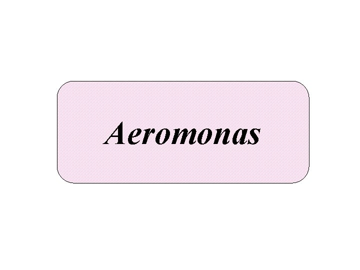 Aeromonas 