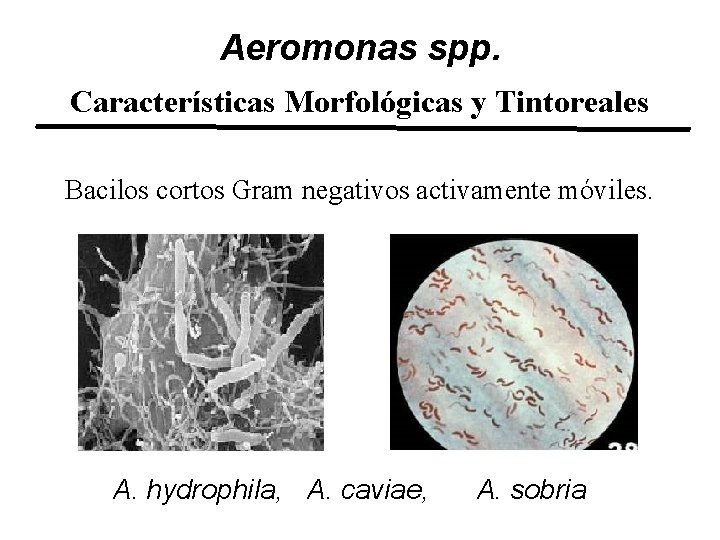 Aeromonas spp. Características Morfológicas y Tintoreales Bacilos cortos Gram negativos activamente móviles. A. hydrophila,