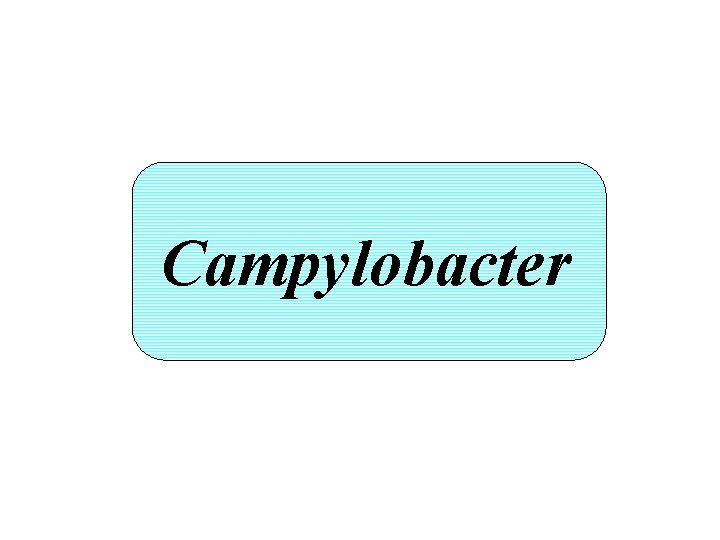 Campylobacter 