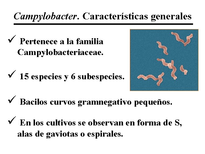 Campylobacter. Características generales ü Pertenece a la familia Campylobacteriaceae. ü 15 especies y 6