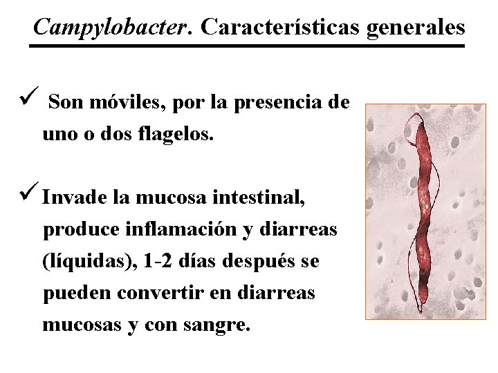 Campylobacter. Características generales ü Son móviles, por la presencia de uno o dos flagelos.