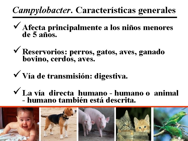 Campylobacter. Características generales ü Afecta principalmente a los niños menores de 5 años. ü