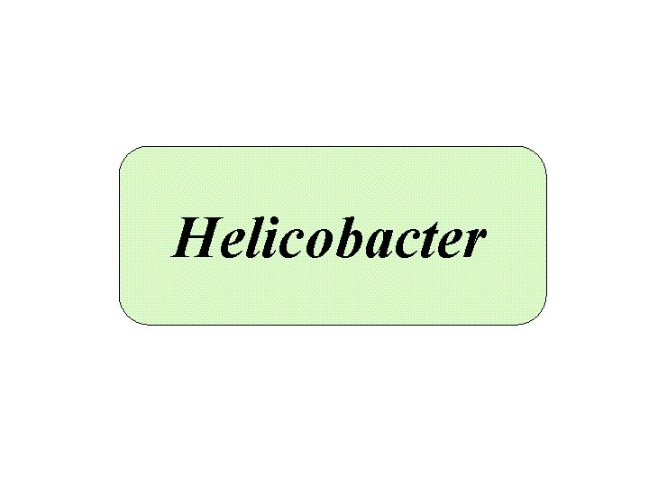 Helicobacter 