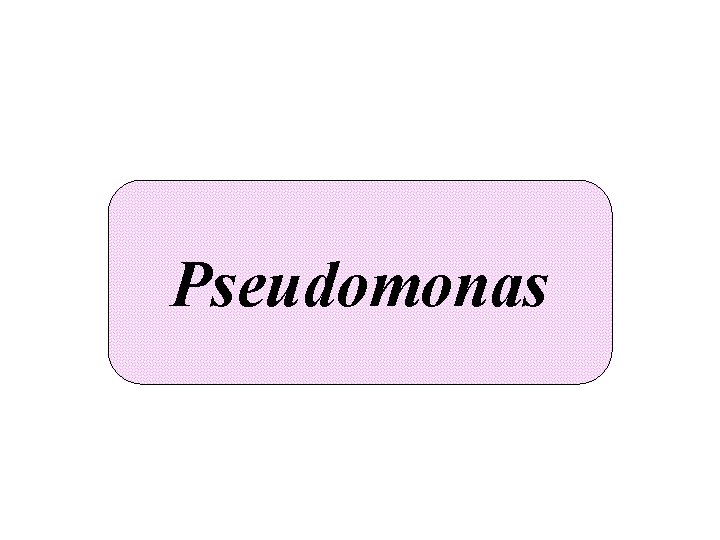 Pseudomonas 