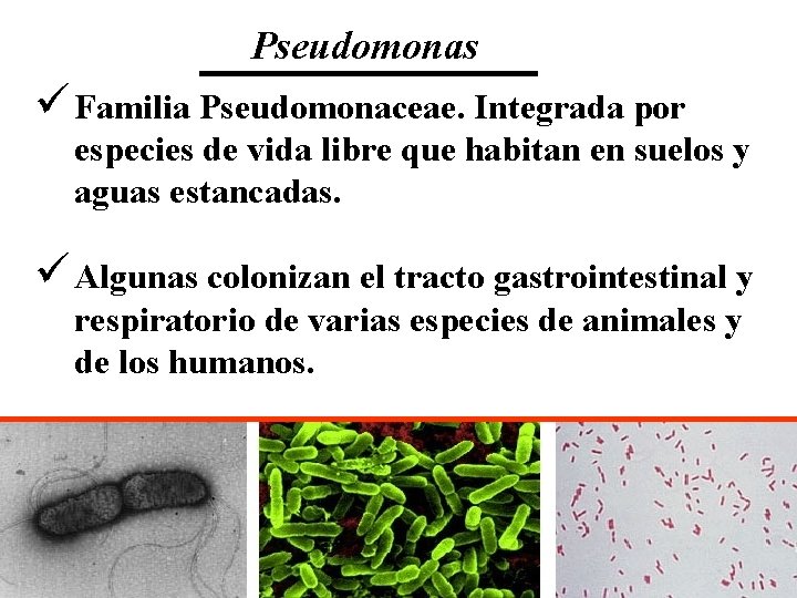 Pseudomonas ü Familia Pseudomonaceae. Integrada por especies de vida libre que habitan en suelos
