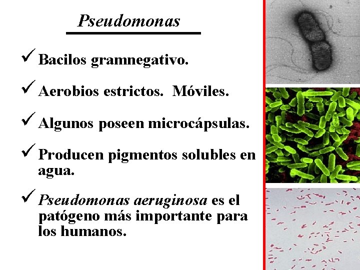 Pseudomonas ü Bacilos gramnegativo. ü Aerobios estrictos. Móviles. ü Algunos poseen microcápsulas. ü Producen