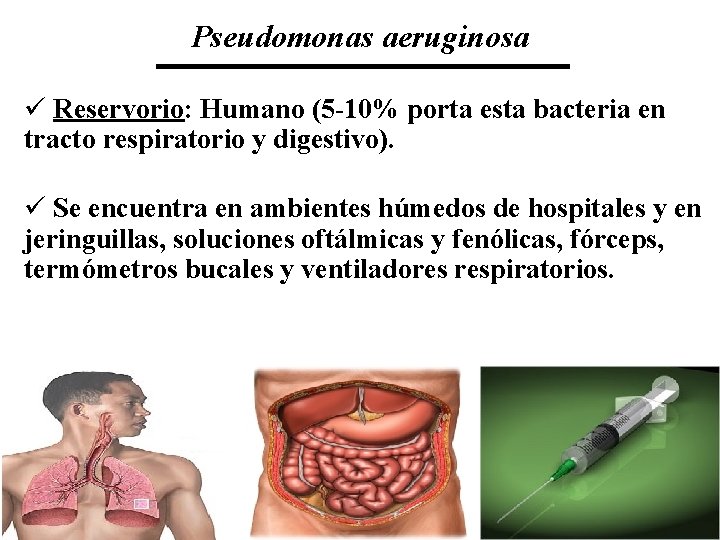 Pseudomonas aeruginosa ü Reservorio: Humano (5 -10% porta esta bacteria en tracto respiratorio y