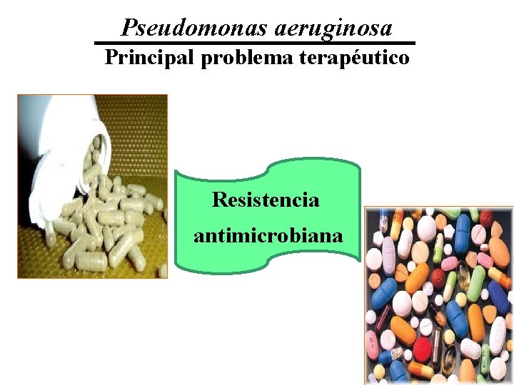Pseudomonas aeruginosa Principal problema terapéutico Resistencia antimicrobiana 