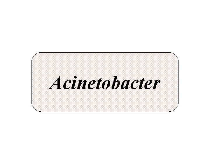 Acinetobacter 