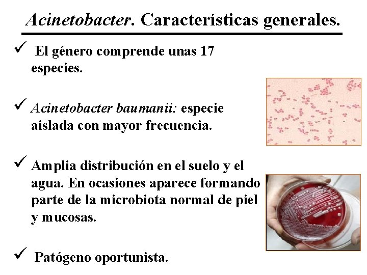 Acinetobacter. Características generales. ü El género comprende unas 17 especies. ü Acinetobacter baumanii: especie