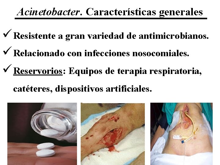 Acinetobacter. Características generales ü Resistente a gran variedad de antimicrobianos. ü Relacionado con infecciones