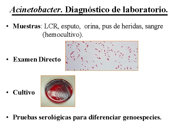 Acinetobacter. Diagnóstico de laboratorio. • Muestras: LCR, esputo, orina, pus de heridas, sangre (hemocultivo).