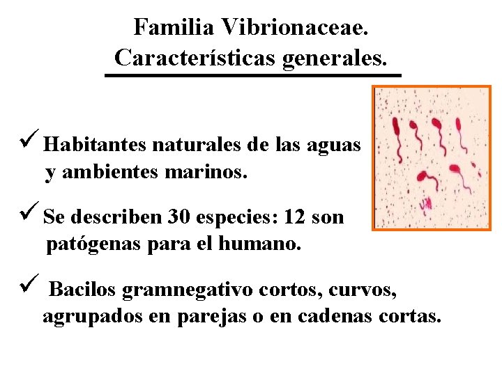 Familia Vibrionaceae. Características generales. ü Habitantes naturales de las aguas y ambientes marinos. ü