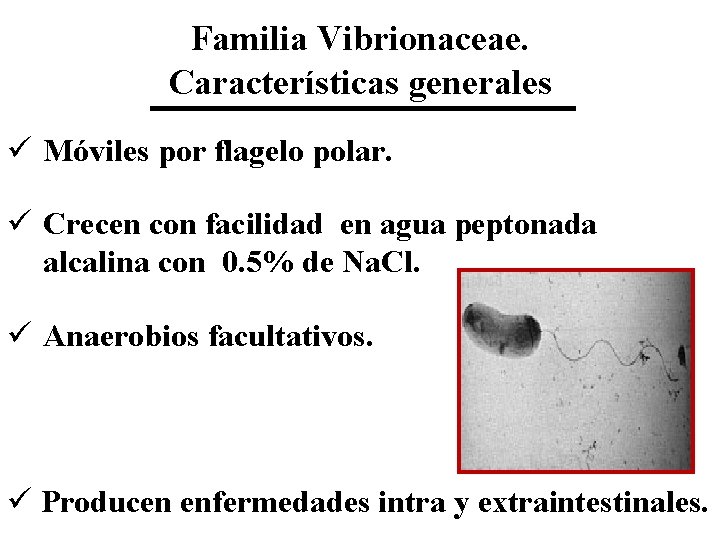 Familia Vibrionaceae. Características generales ü Móviles por flagelo polar. ü Crecen con facilidad en