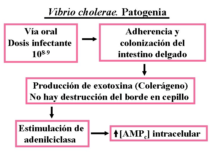 Vibrio cholerae. Patogenia Vía oral Dosis infectante 108 -9 Adherencia y colonización del intestino