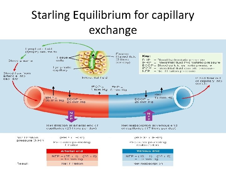 Starling Equilibrium for capillary exchange 