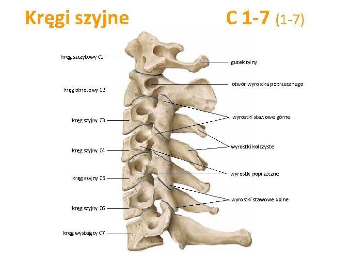 koci-tuowia-szkielet-tuowia-klatka-piersiowa-ebra-mostek