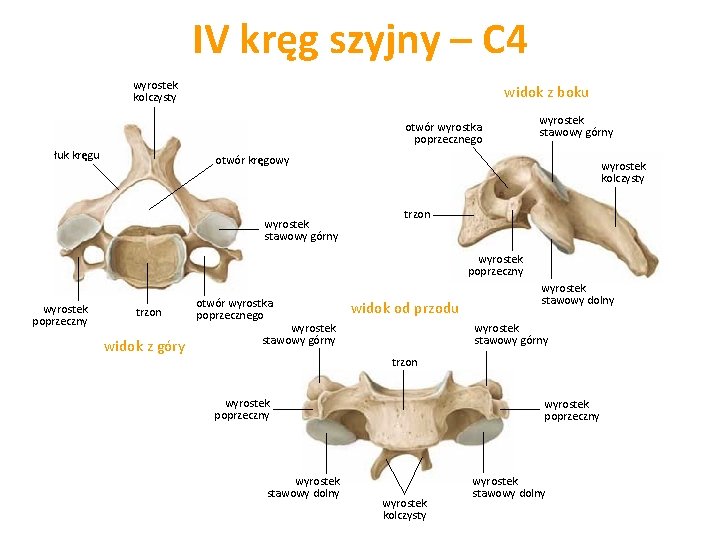 Ile Kręgów Szyjnych Ma żyrafa Koci tuowia szkielet tuowia klatka piersiowa ebra mostek
